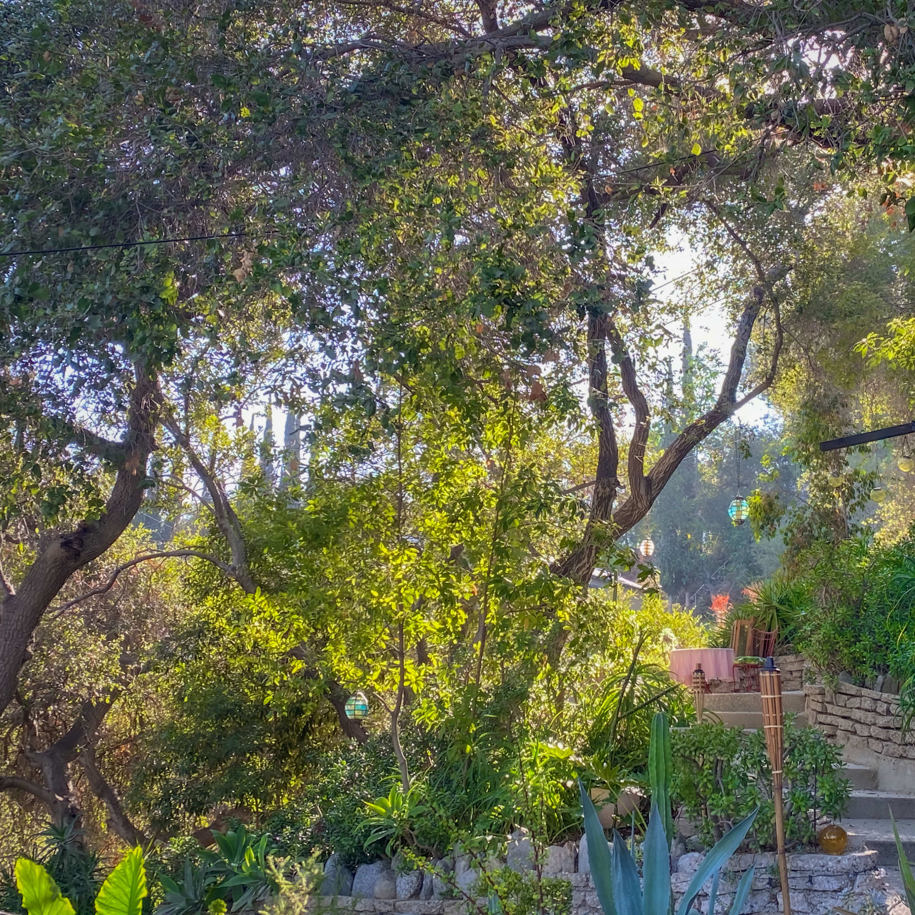 A stone pathway leads through lush greenery and trees to a seating area in a garden.