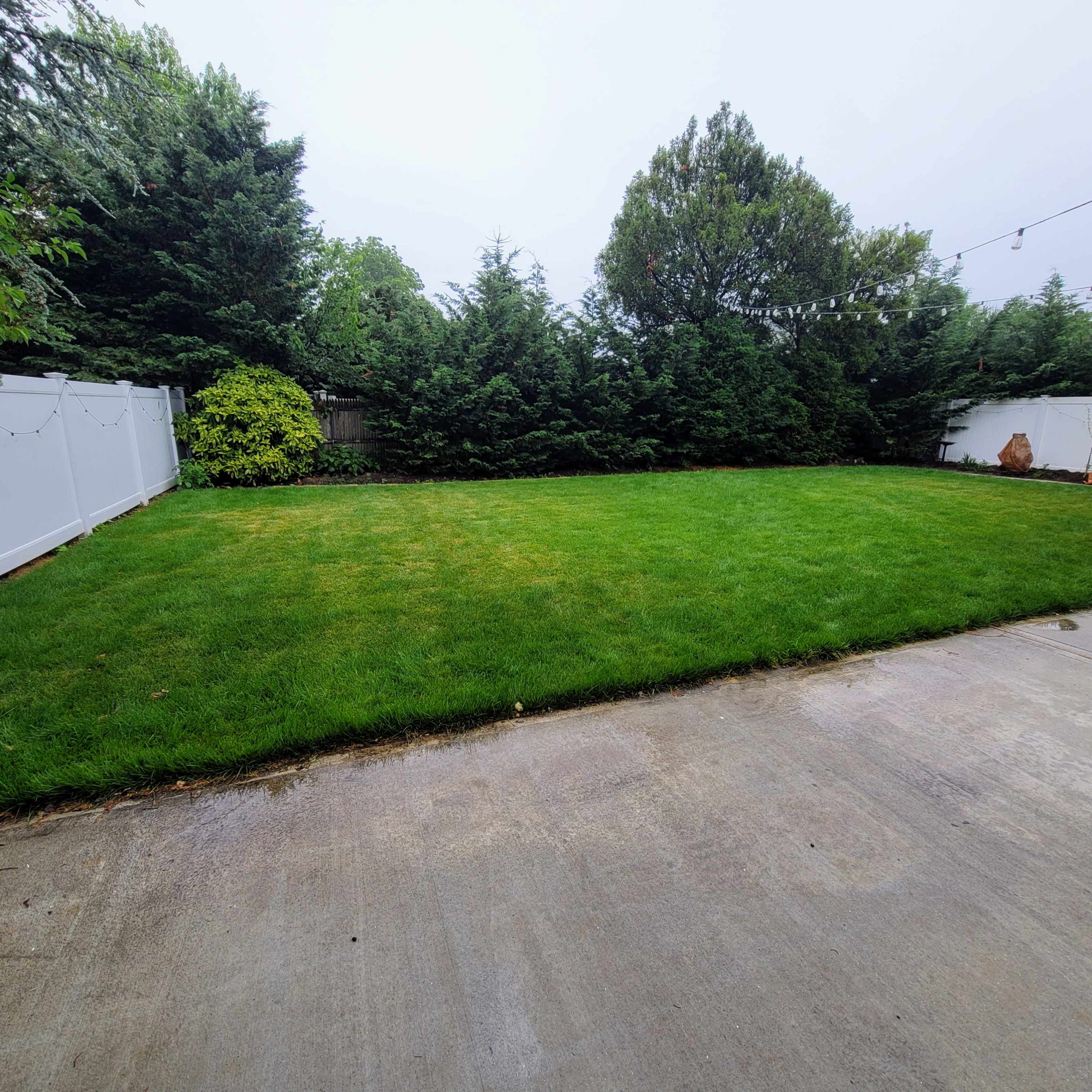 A flat, grassy backyard surrounded by tall green shrubs and a white fence, with a concrete patio in the foreground.