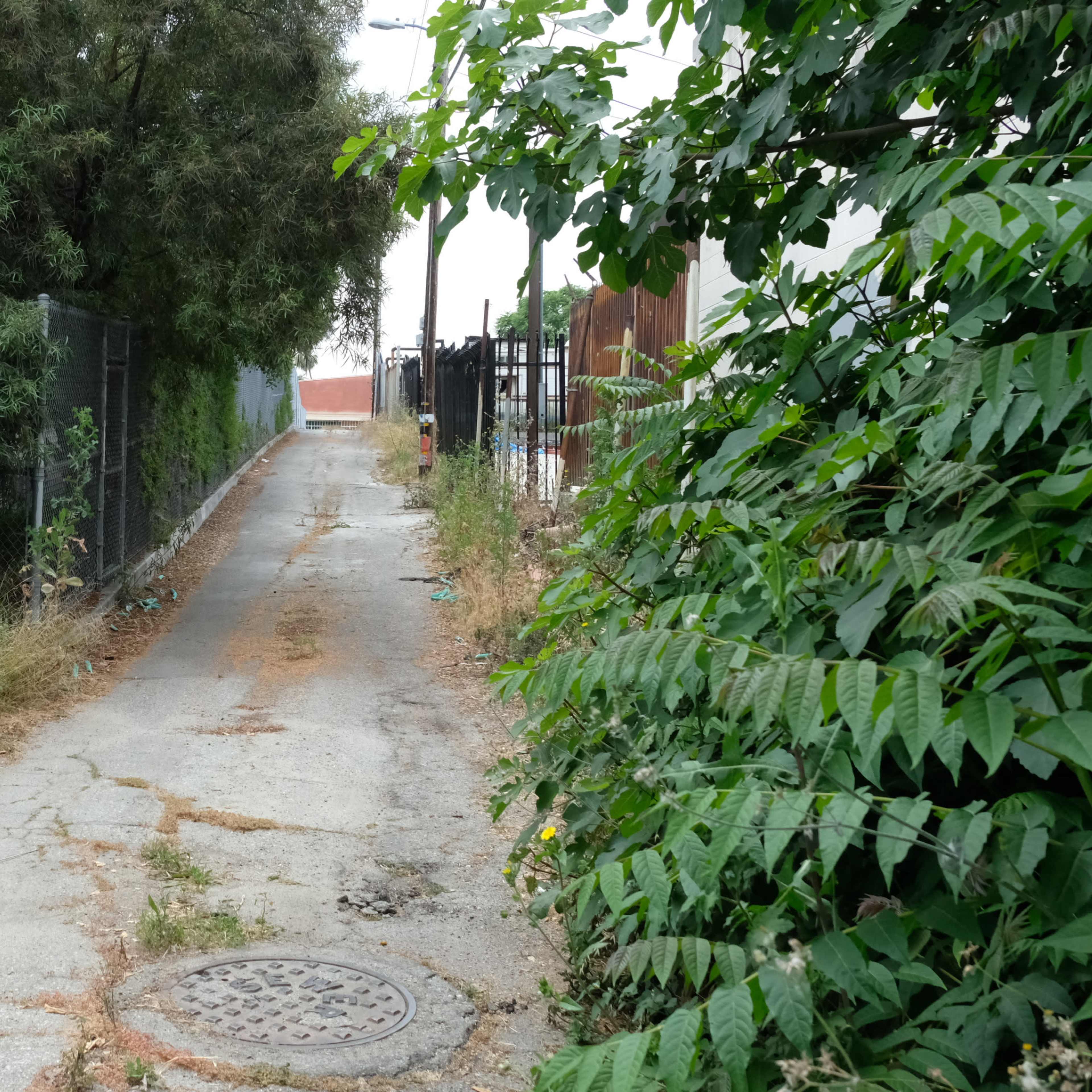 A narrow, overgrown pathway flanked by tall plants and fences on either side.