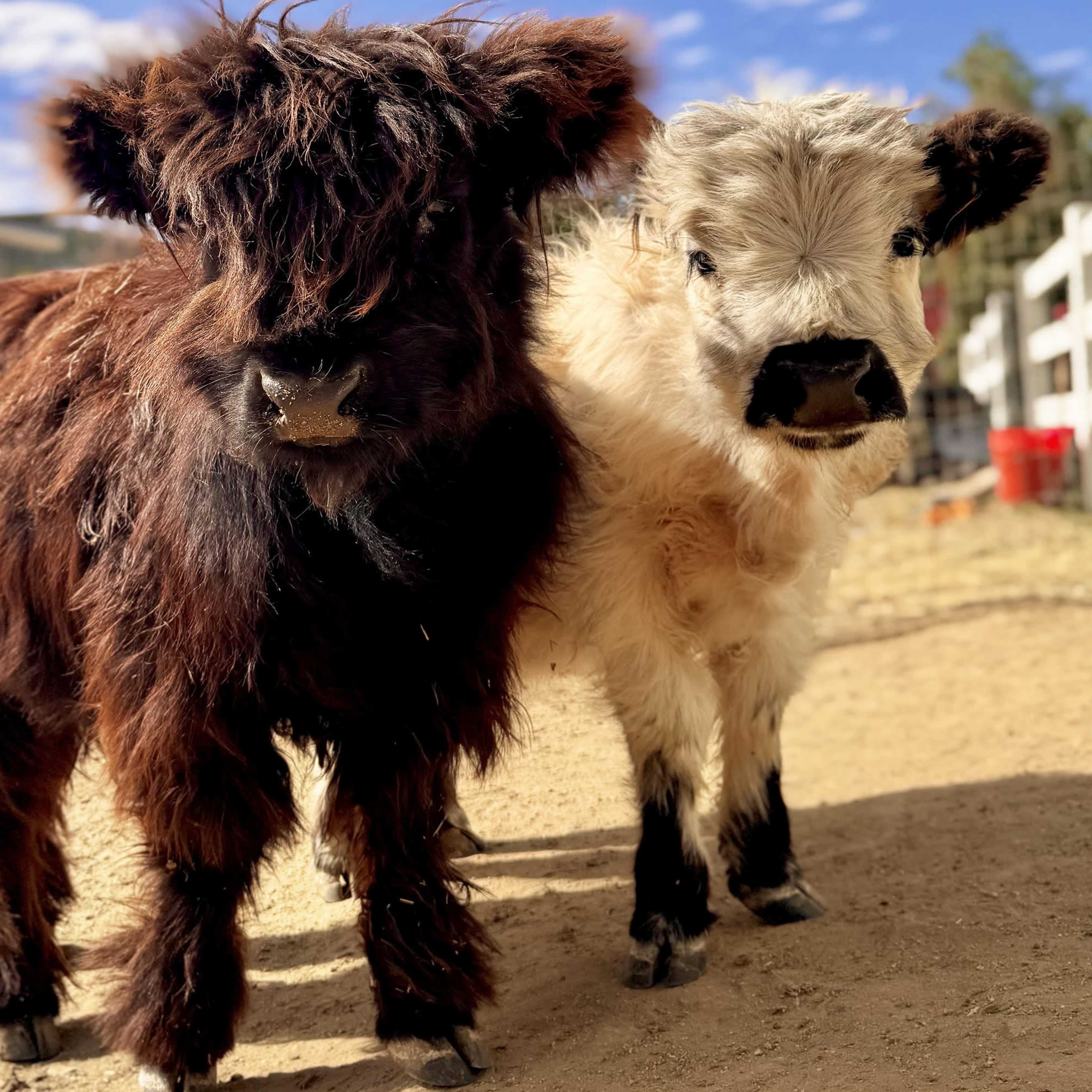 Pristine Farm Venue w/ Panoramic Views, Petting Zoo, Pool Image in Wildomar, Wildomar, CA