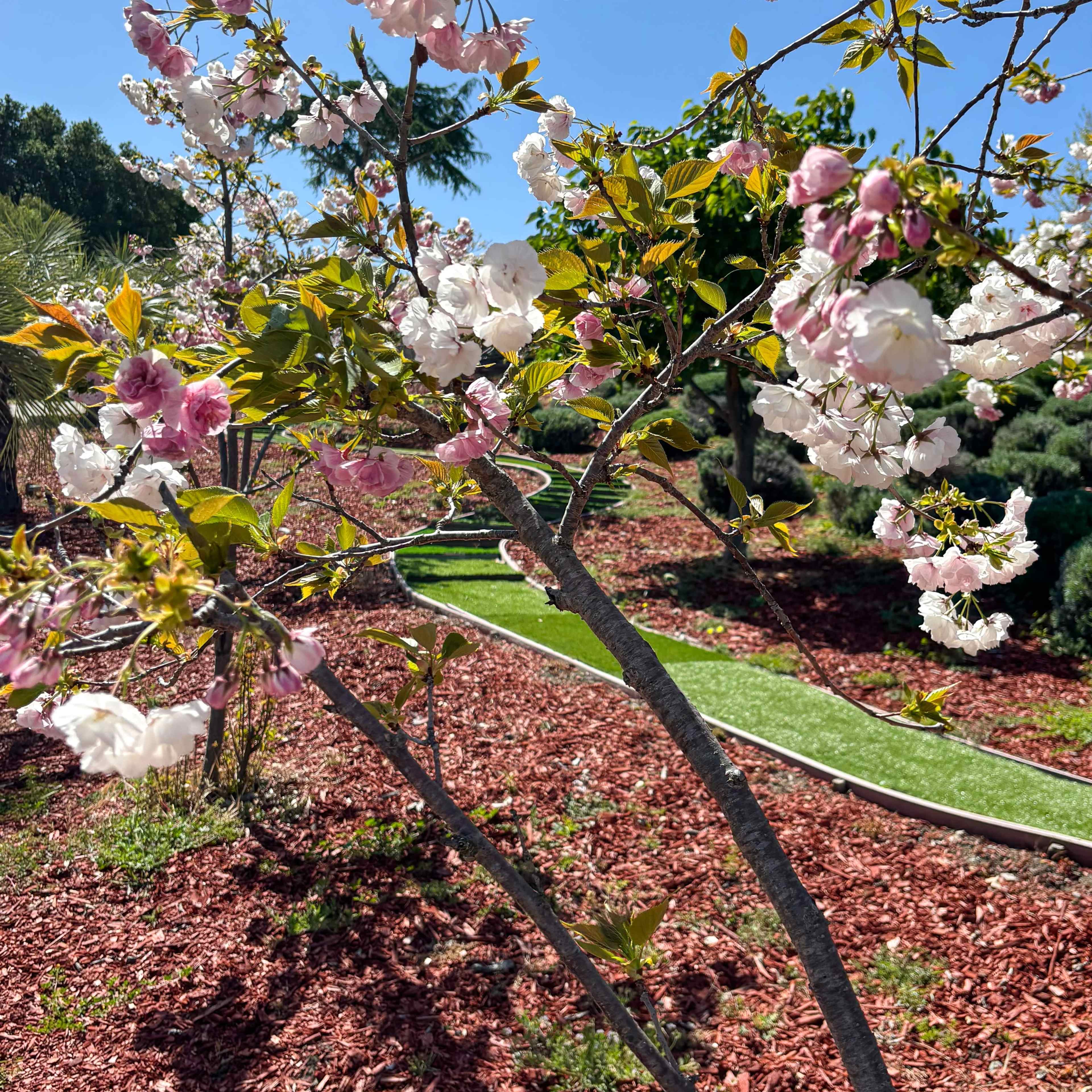 5BR Luxury w/ KTV, Pool, View – Near Stanford Image in Los Altos Hills, Los Altos Hills, CA