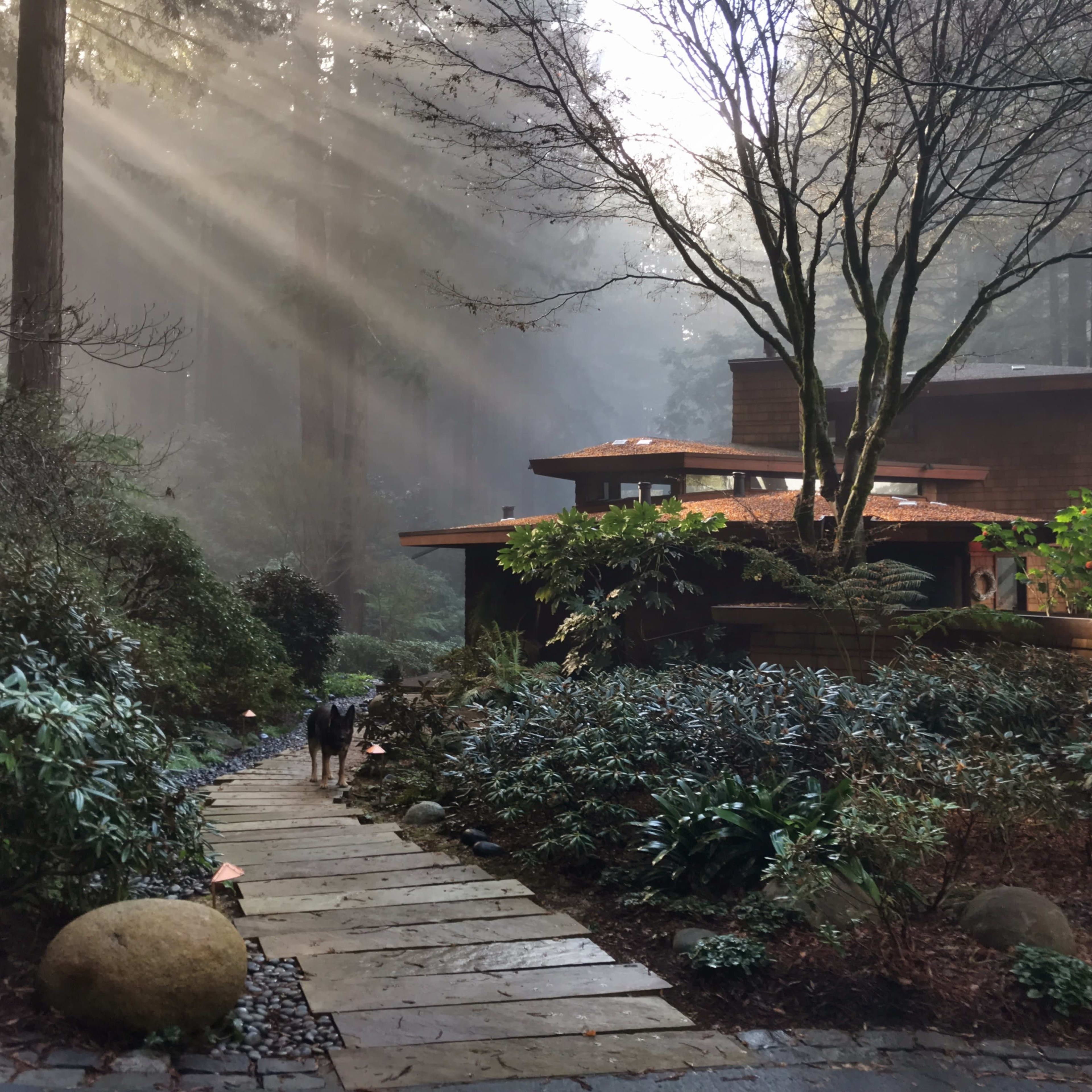 A narrow stone pathway leads through lush vegetation to a house situated among tall trees, with sunlight filtering through the misty atmosphere.
