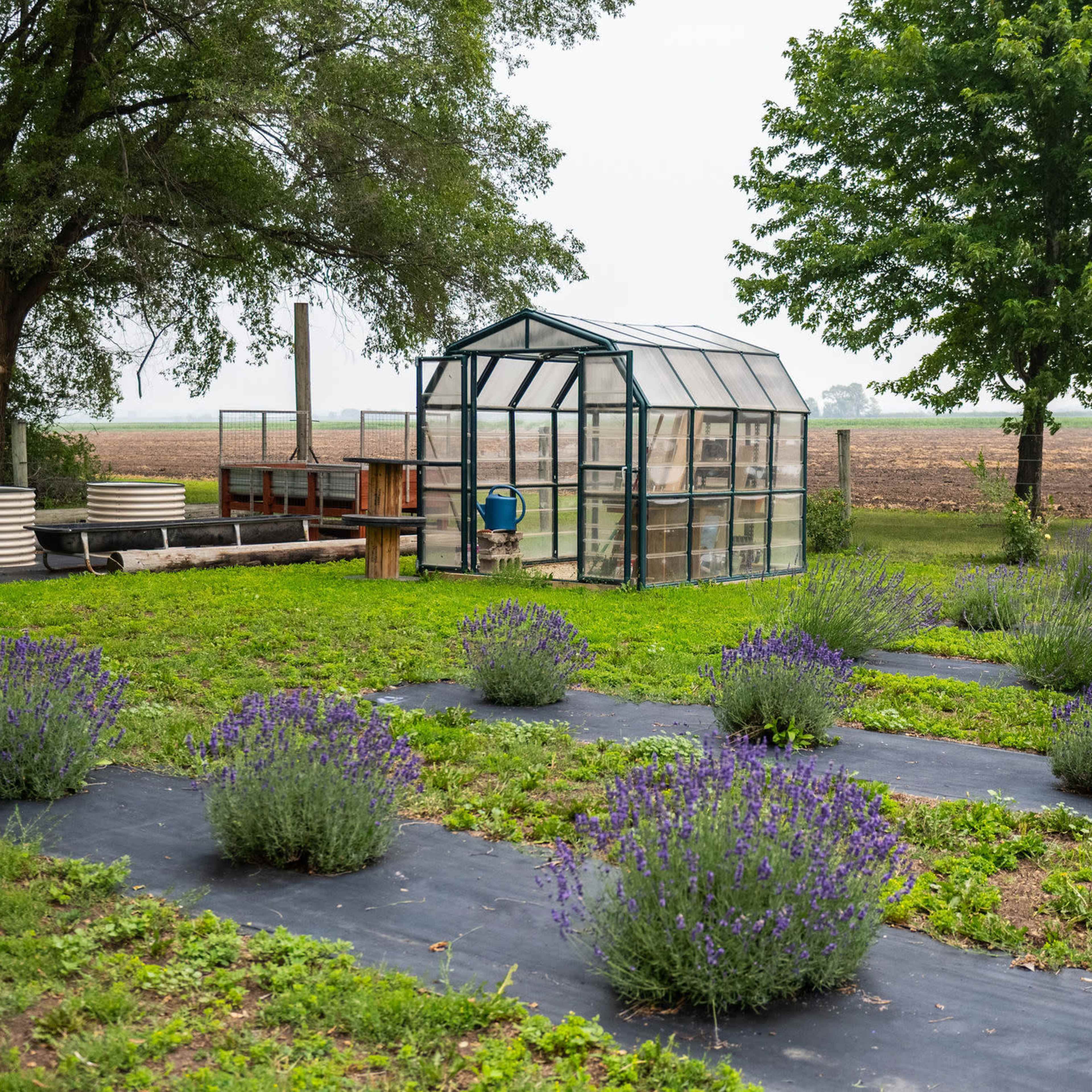 A greenhouse sits beside rows of lavender plants in a field with trees in the background.