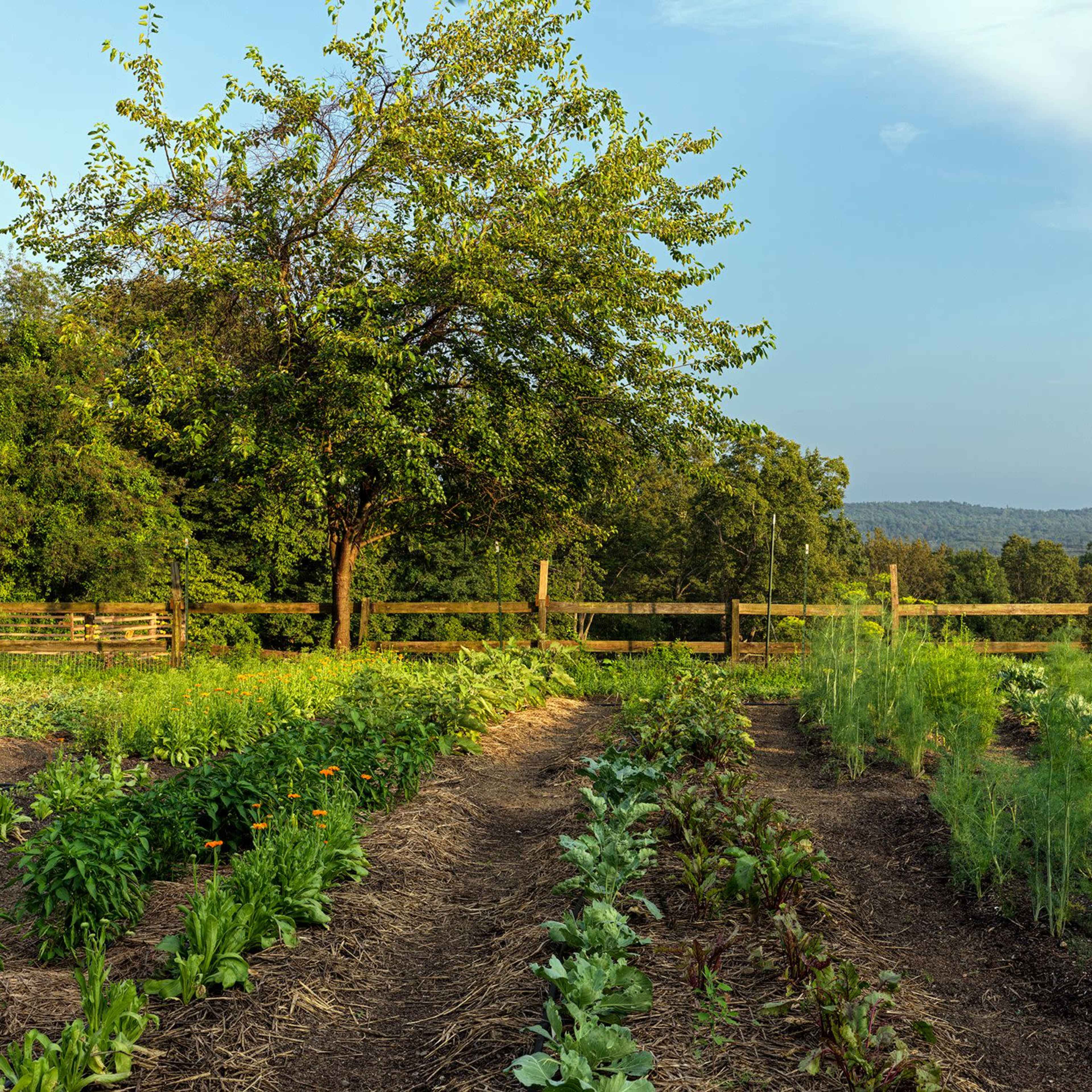 A garden with rows of various vegetables and herbs is set against a backdrop of a tree and distant hills.