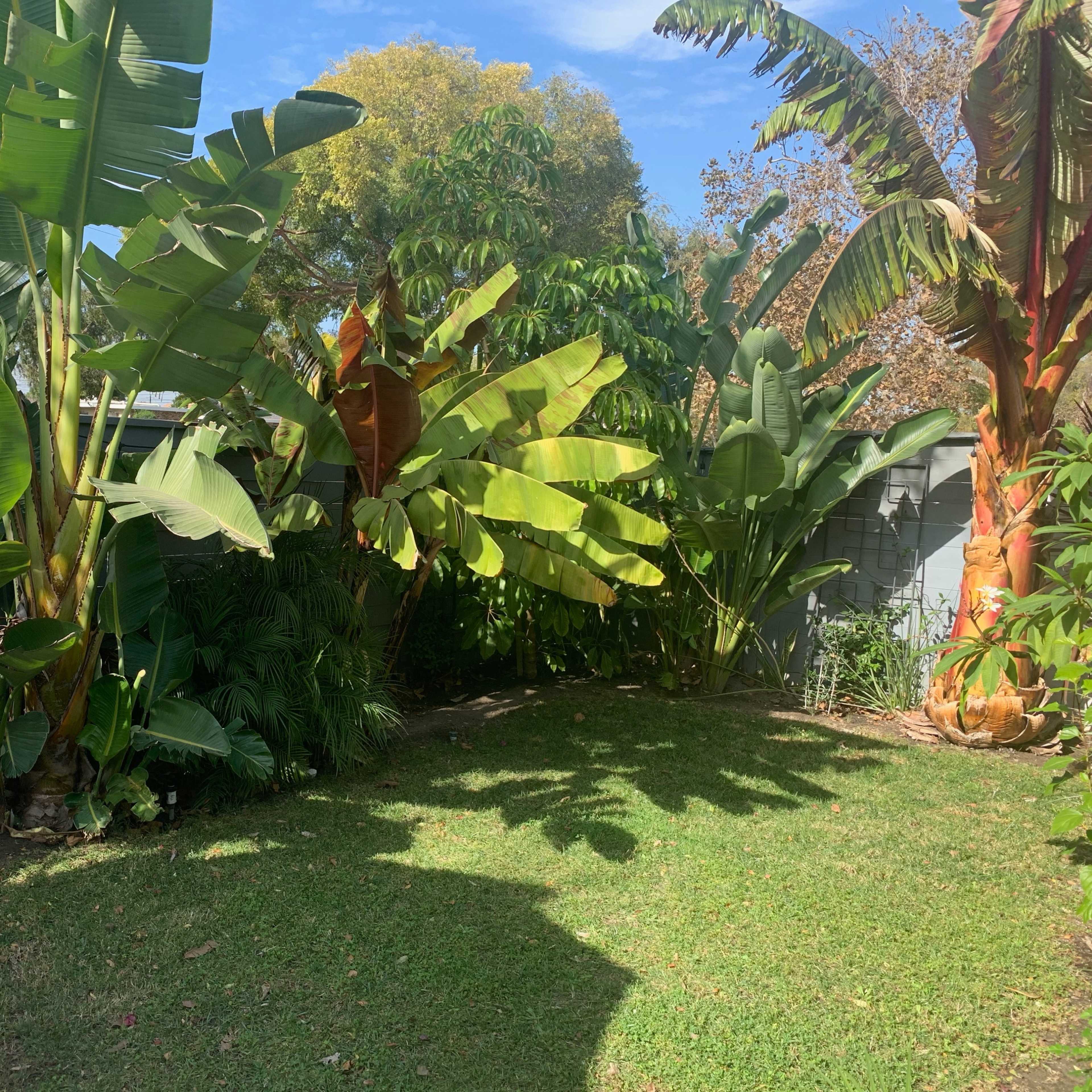 A lush backyard filled with tall tropical plants, including banana and palm trees, set against a blue sky.