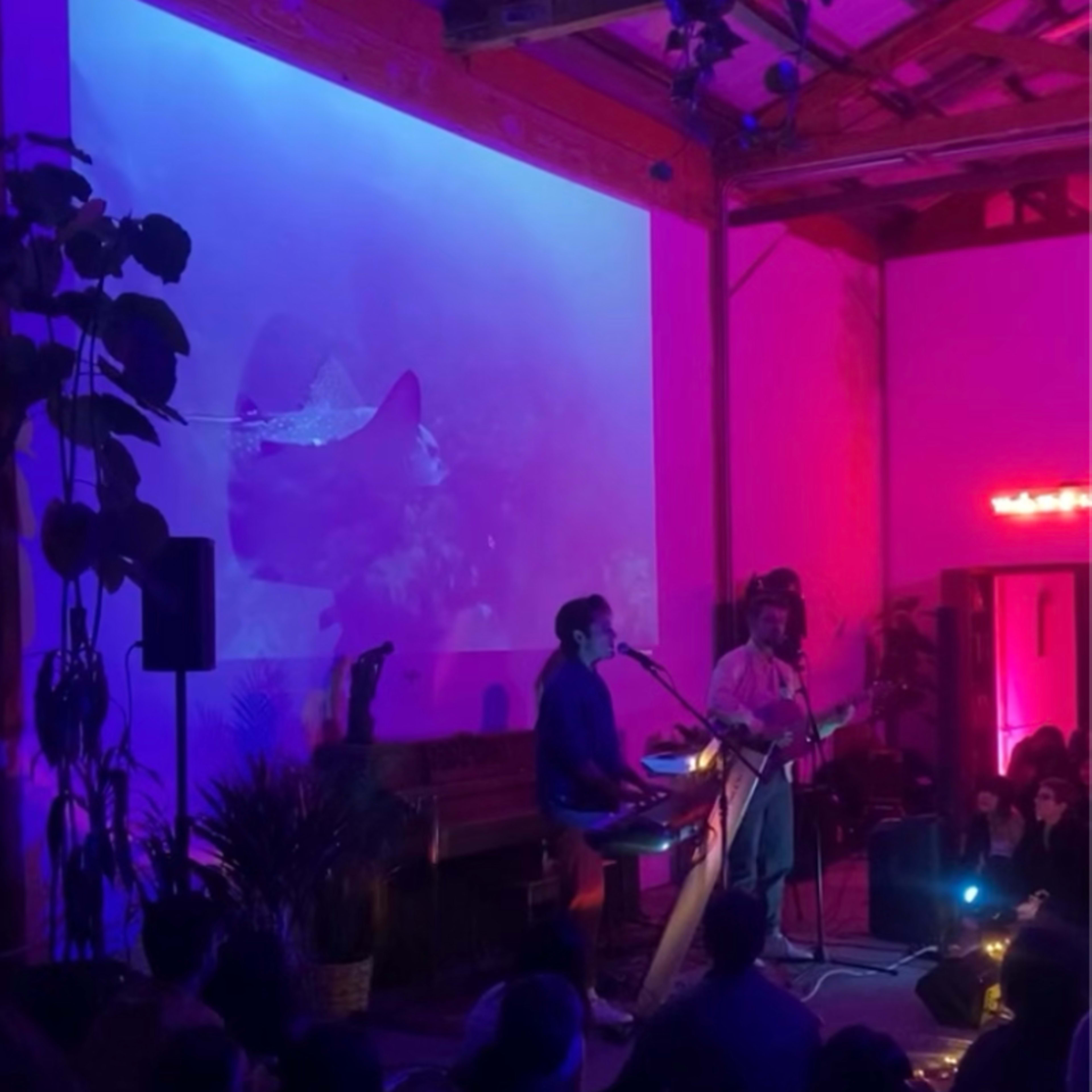 A band performs in a dimly lit venue with a large projection of a swimming stingray on the wall behind them.