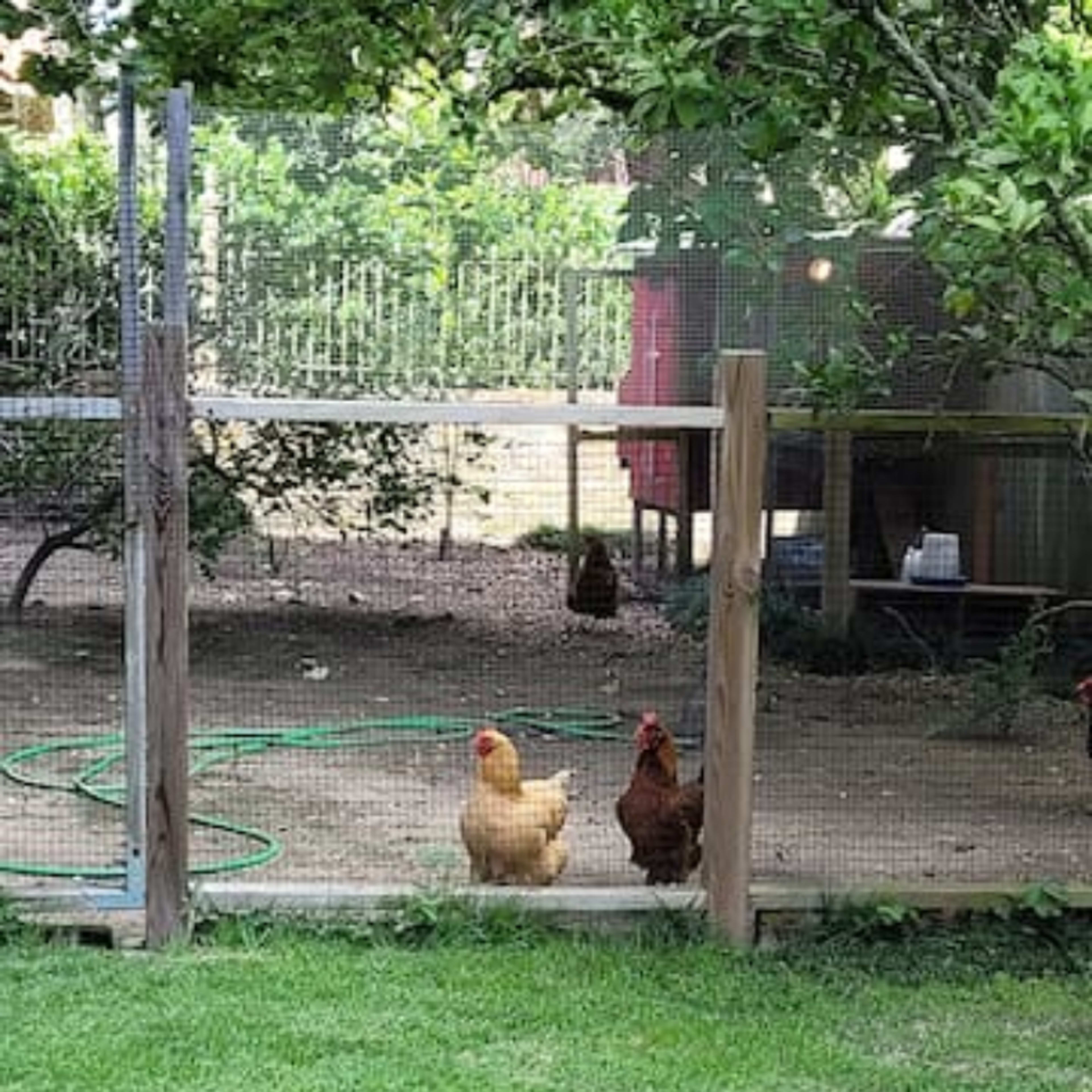 Two chickens stand at the edge of a fenced area in a garden.