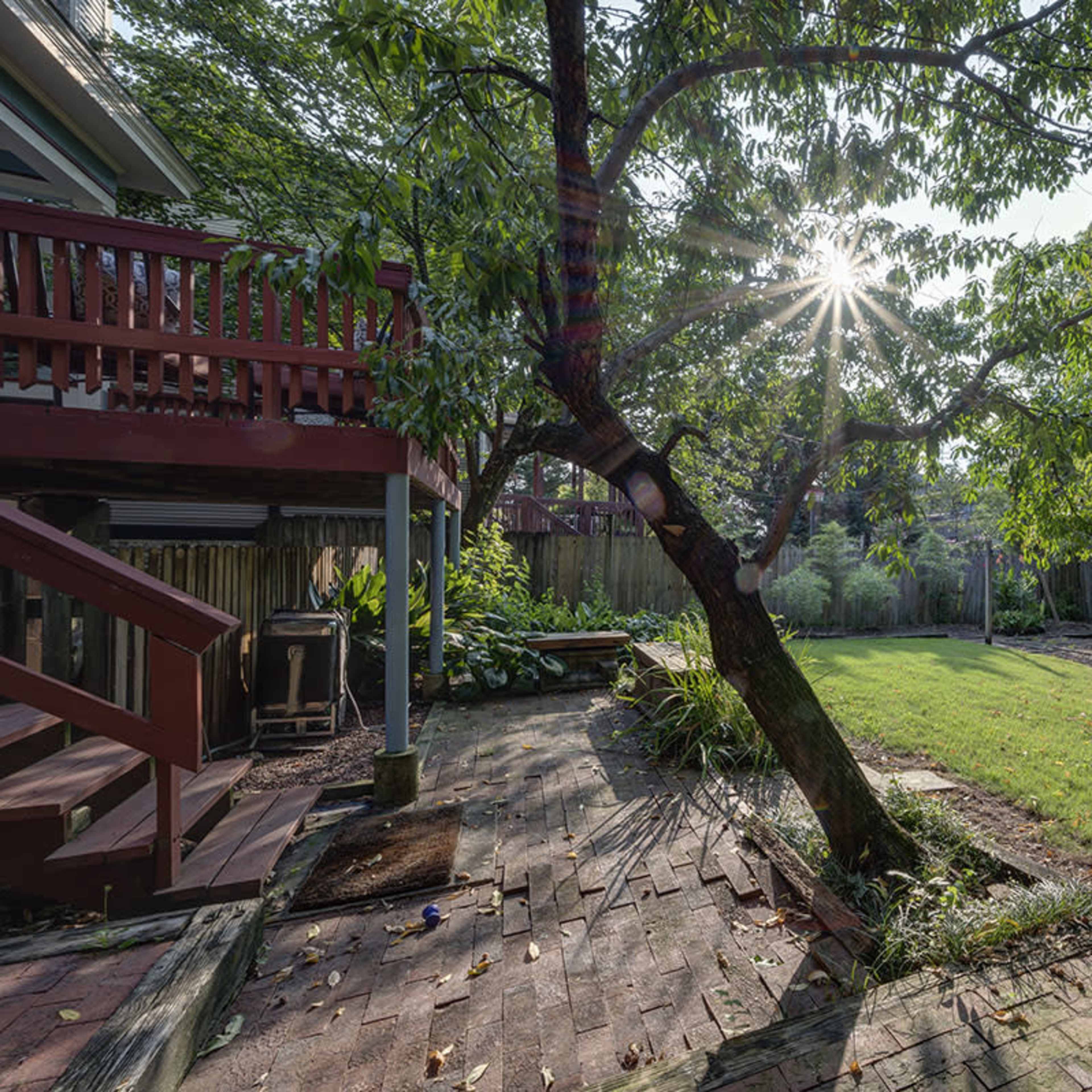 A tree stands in a backyard with sunlight streaming through its branches, illuminating a grassy area surrounded by foliage and a wooden fence.