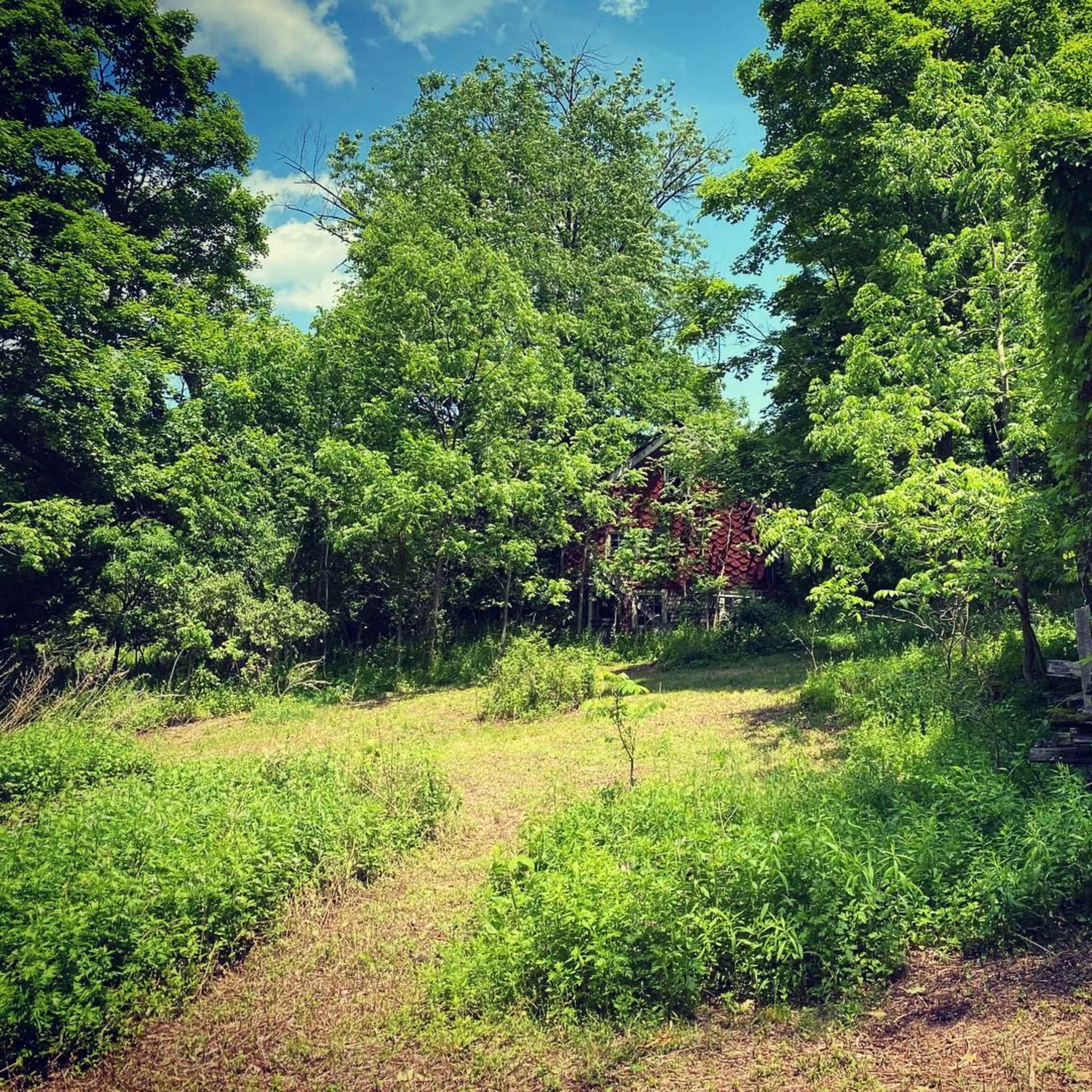 A grassy area surrounded by dense green trees and foliage, with a partially visible building to the right.