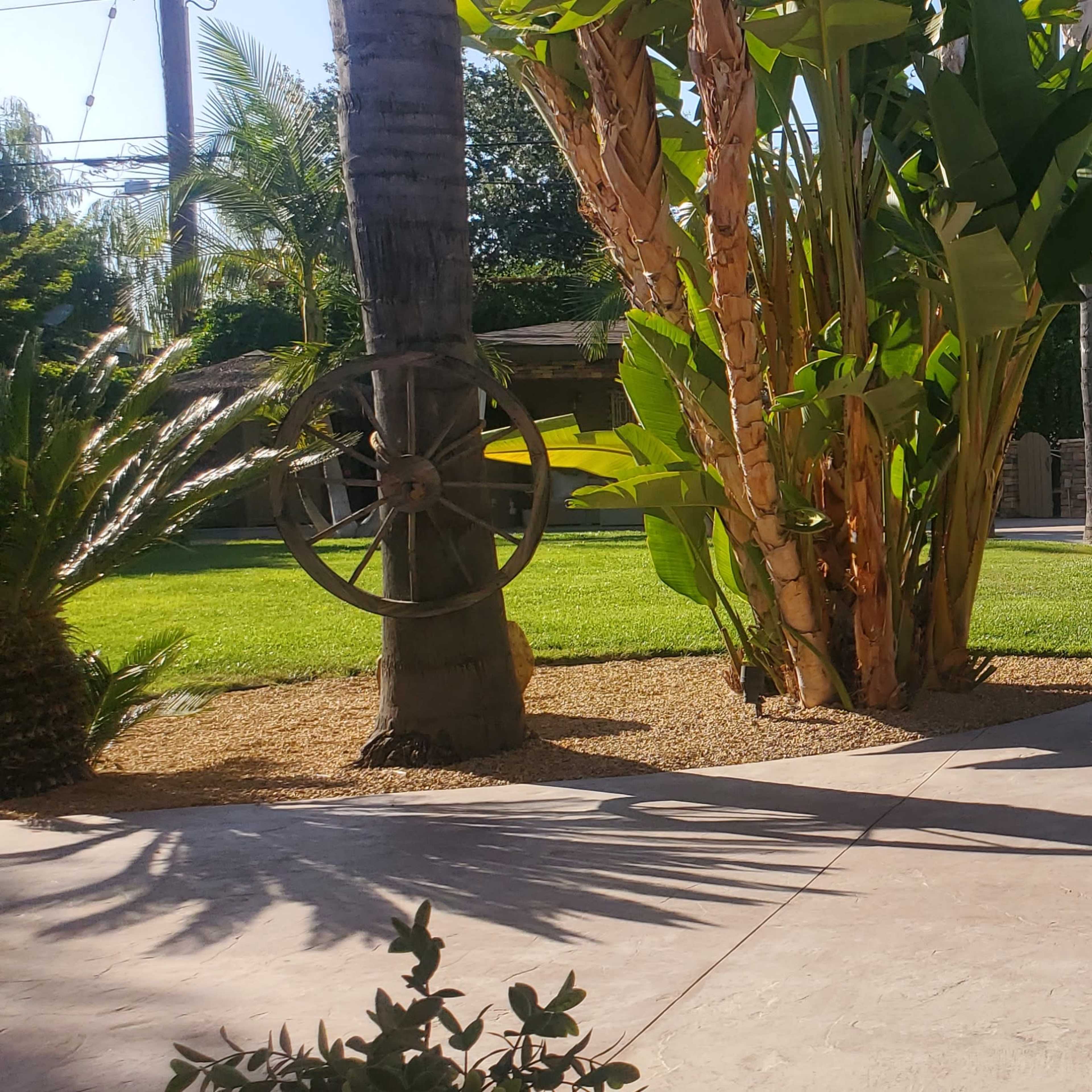 A landscaped outdoor area featuring palm trees, a stone path, a hammock, and a swimming pool.