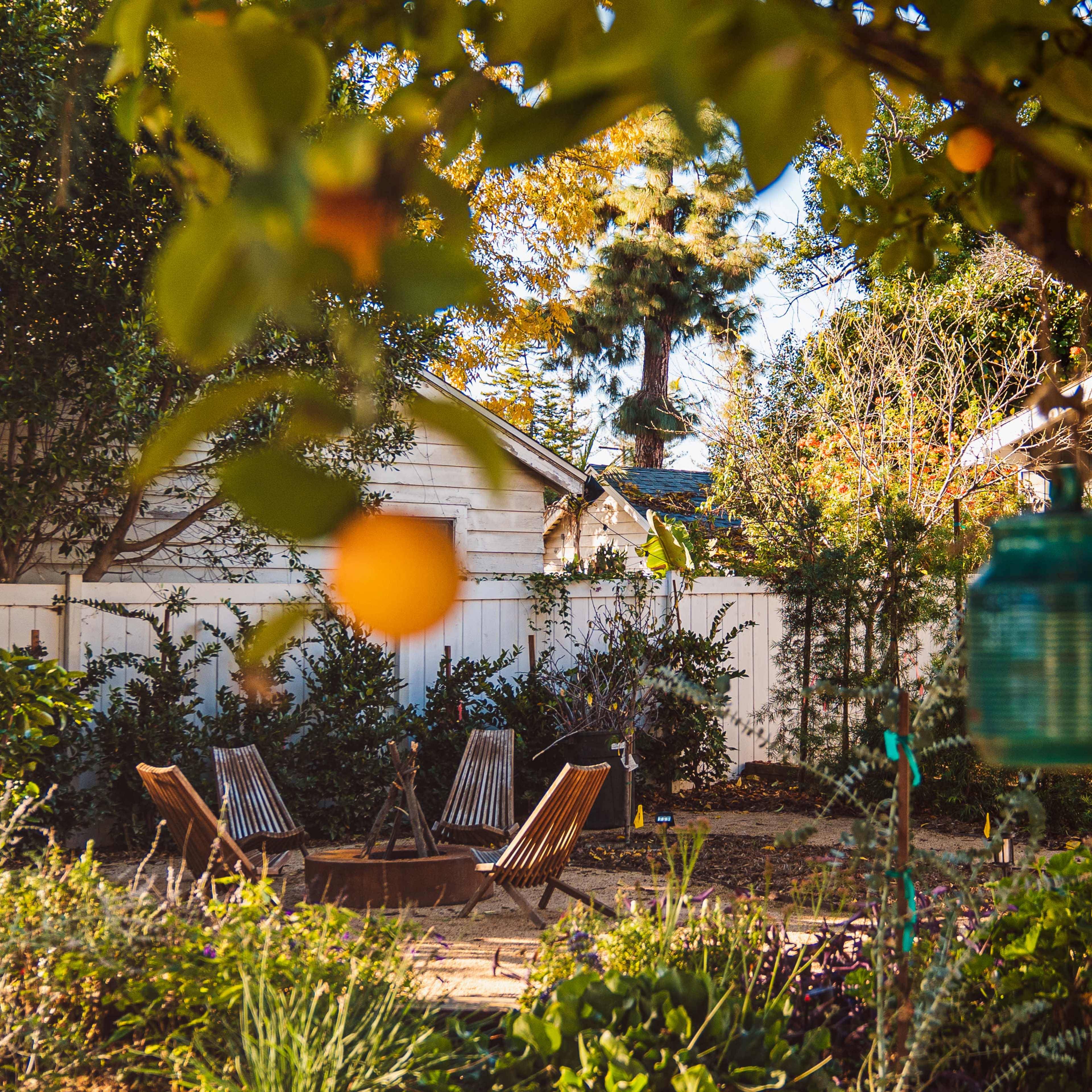 A serene backyard garden features two wooden chairs in a circular arrangement surrounded by various plants and a lemon tree with ripe lemons.