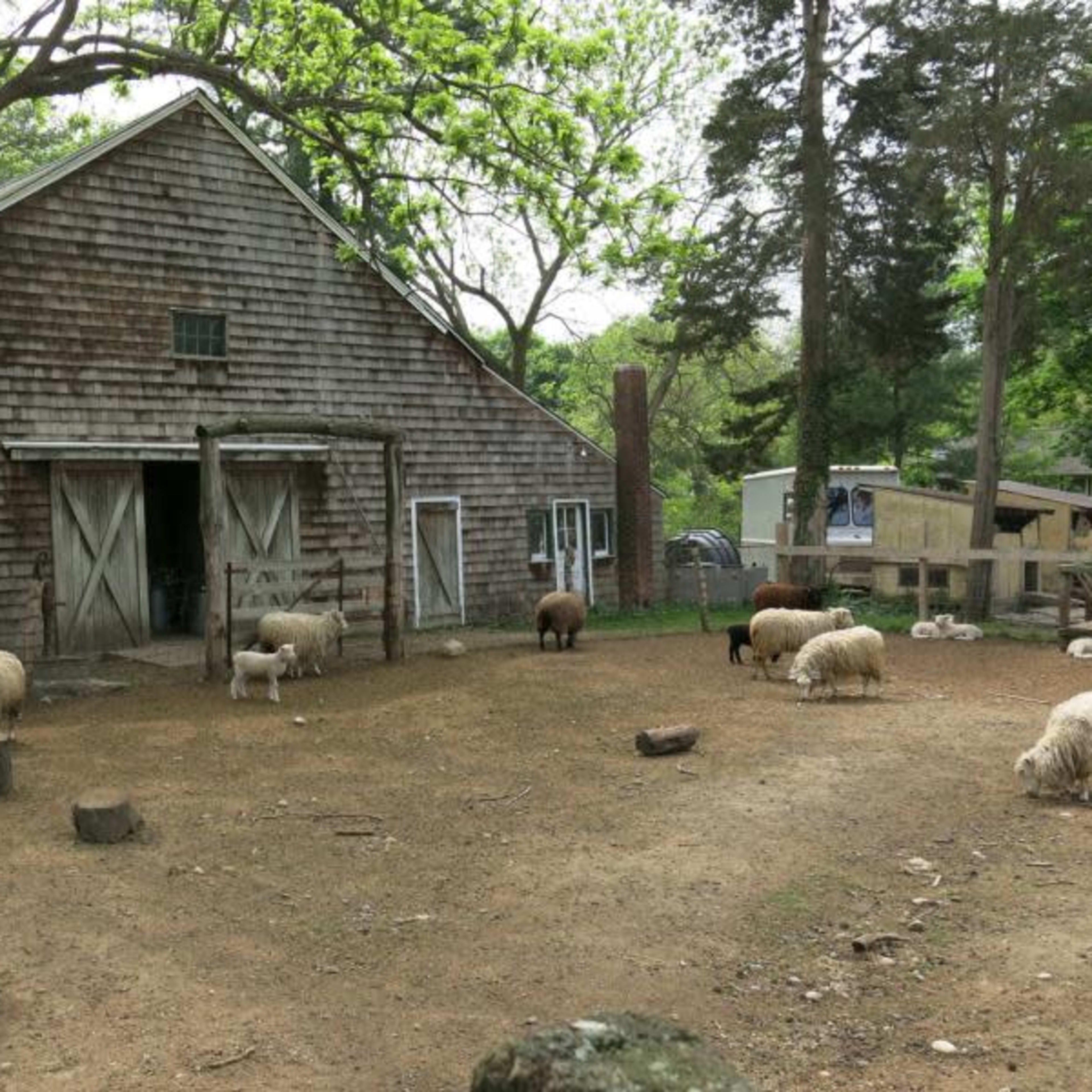 A wooden barn stands in the background, surrounded by several sheep grazing in a dirt area.