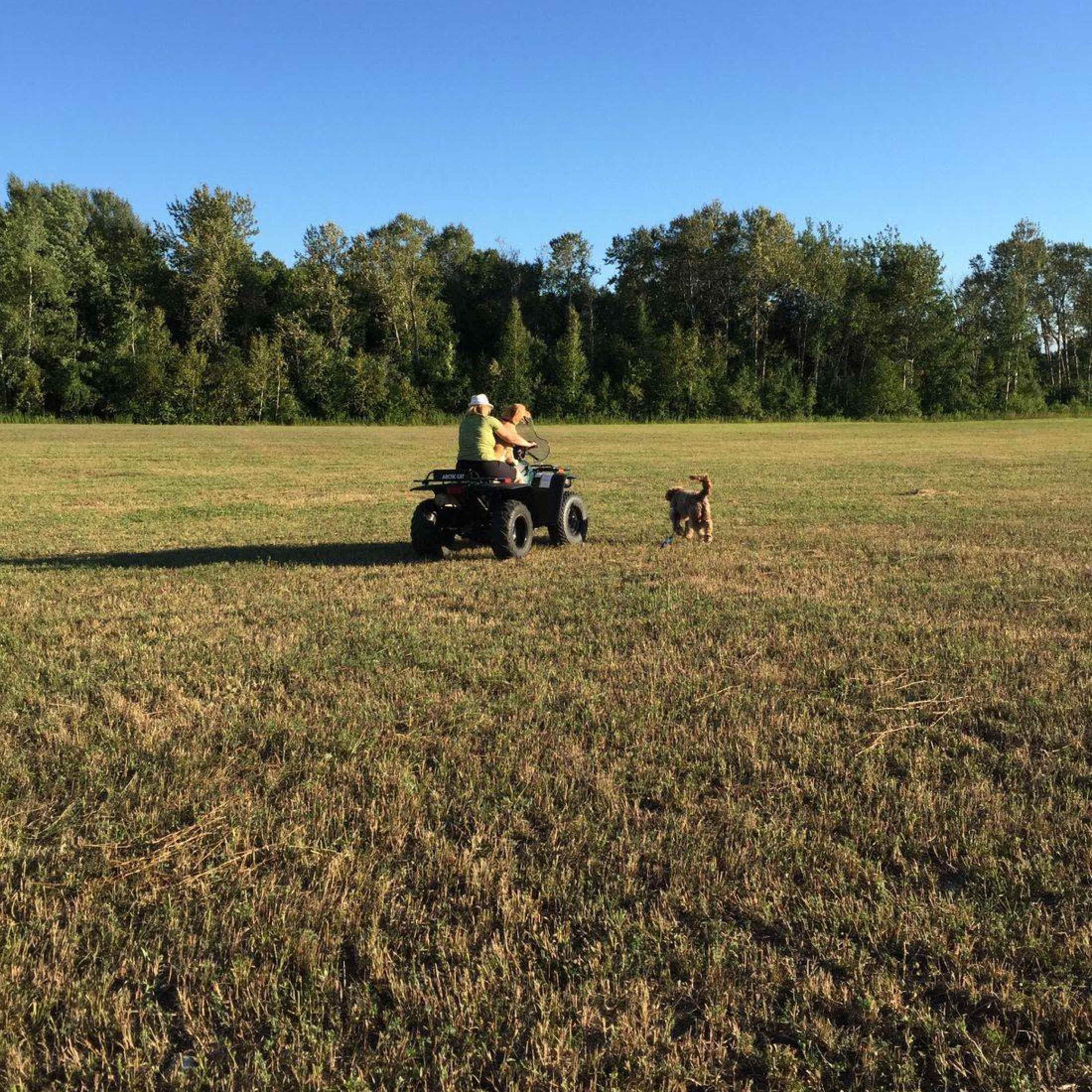 Two people ride an ATV in a field while a dog runs alongside them under a clear blue sky.