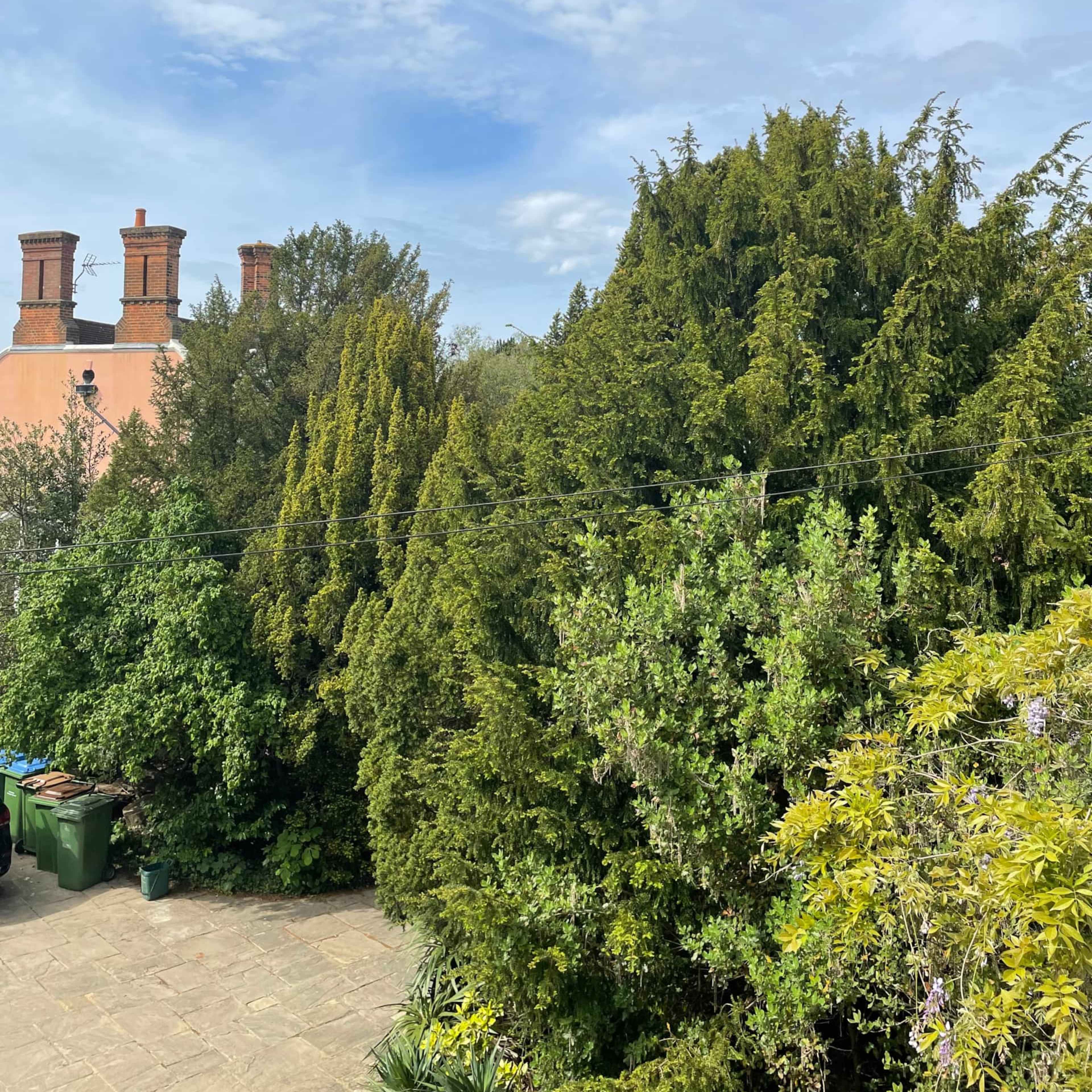 A green garden with various trees and shrubs under a partly cloudy sky, with rooftops visible in the background.