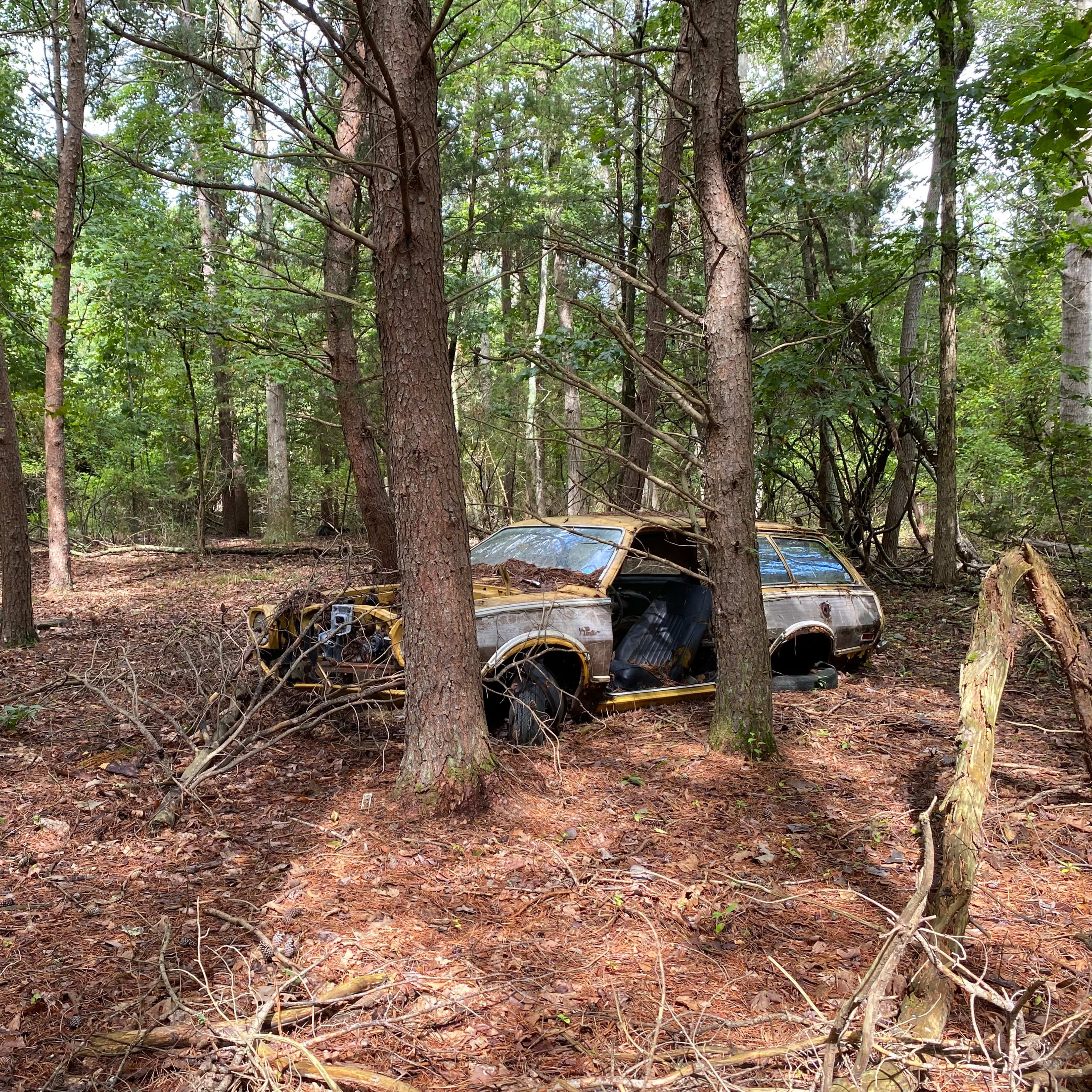 An abandoned, rusting car is partially hidden among trees in a forested area covered with pine needles.