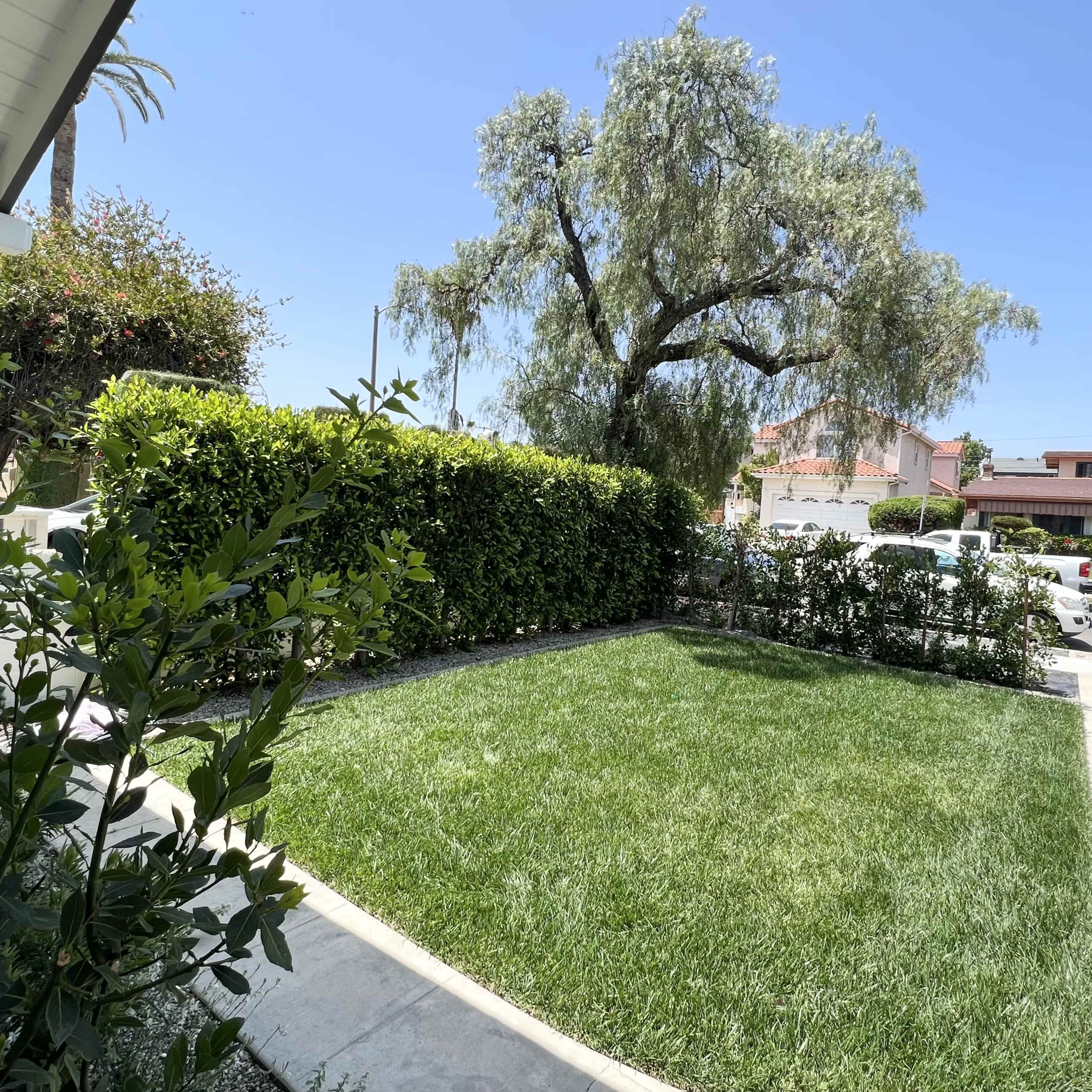 A well-maintained lawn bordered by hedges and trees, with a clear blue sky overhead and a street visible in the background.