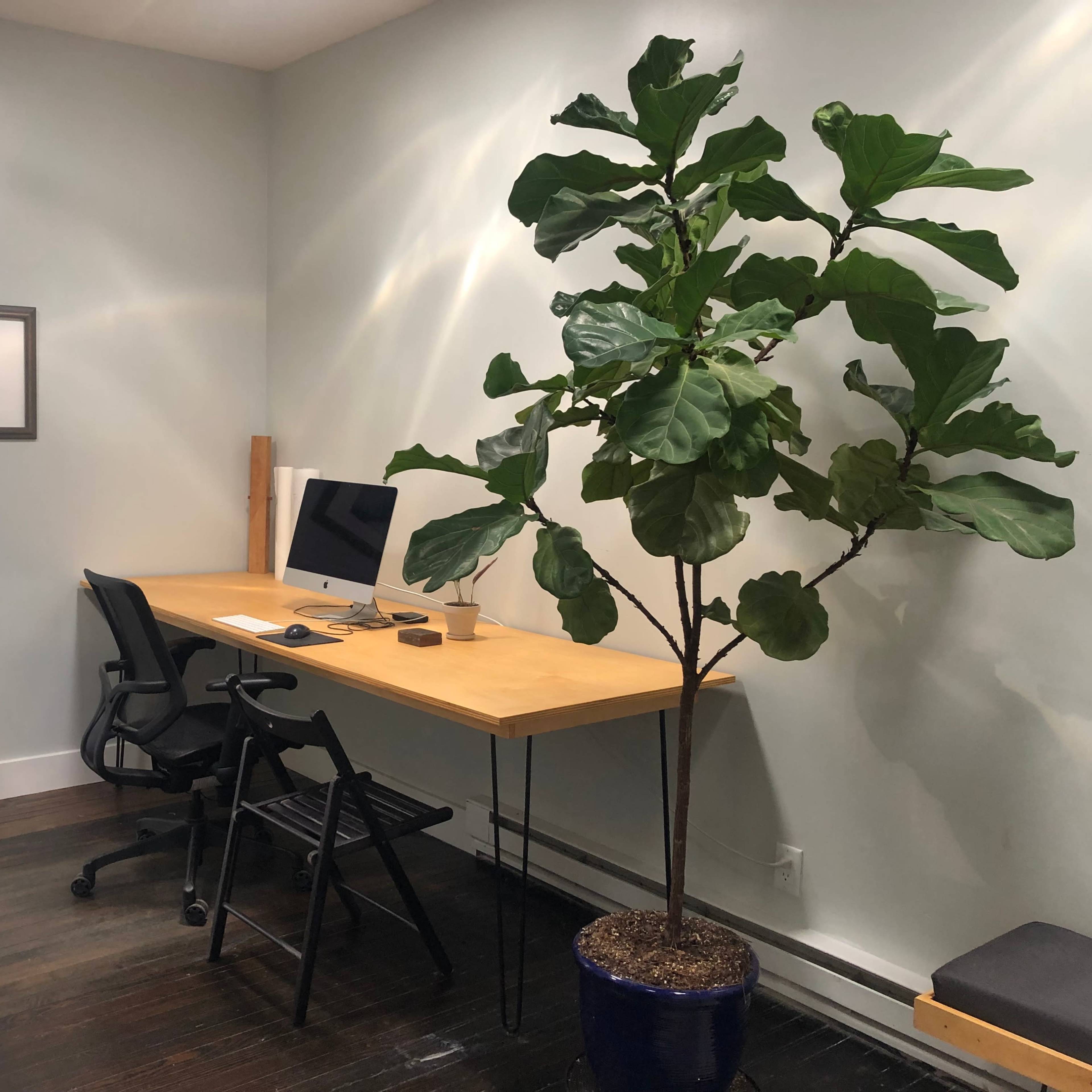 A workspace features a wooden desk with an iMac and accessories, alongside a large potted fiddle leaf fig tree against a light-colored wall.