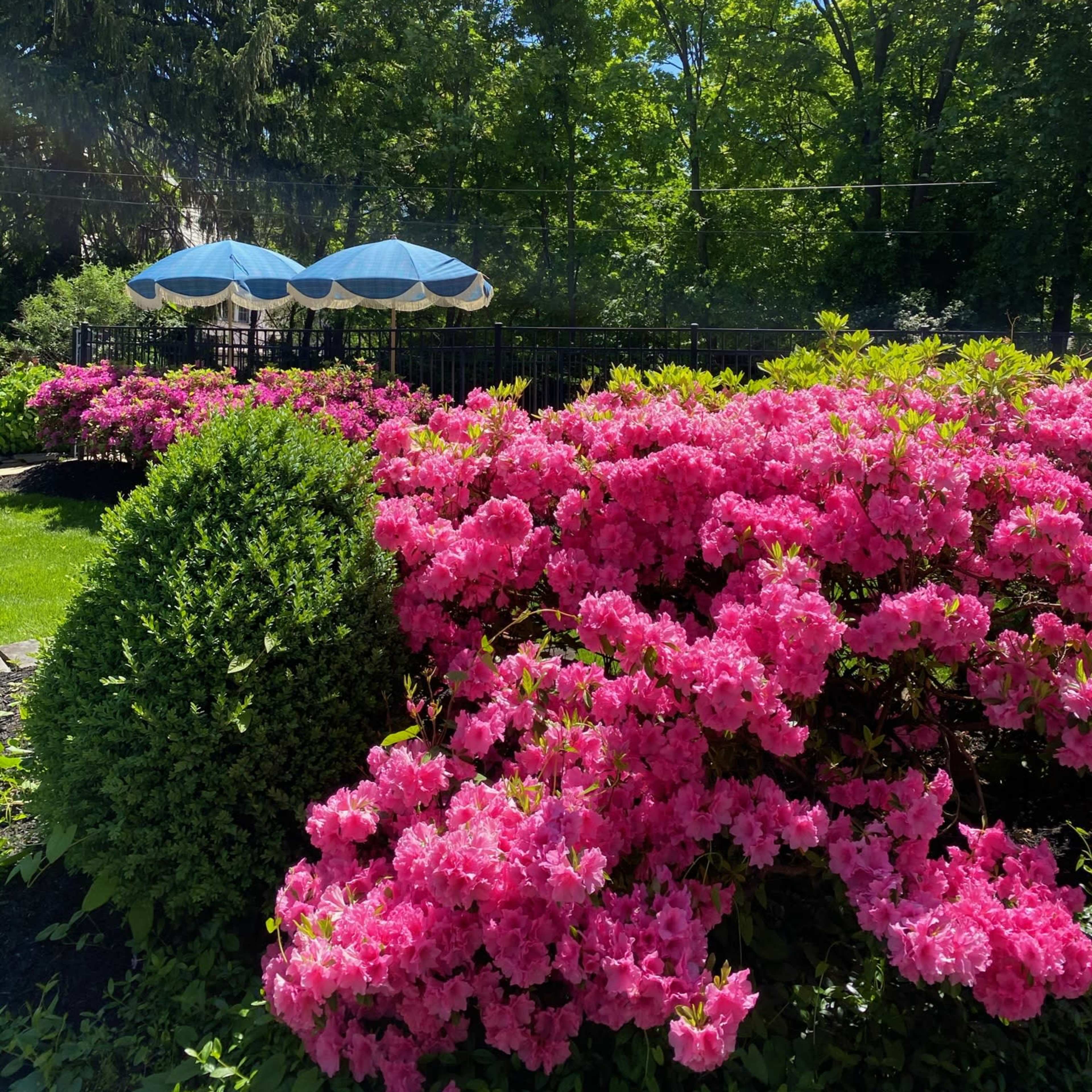 Vibrant pink azaleas in full bloom in a garden with green trees and two blue umbrellas in the background.