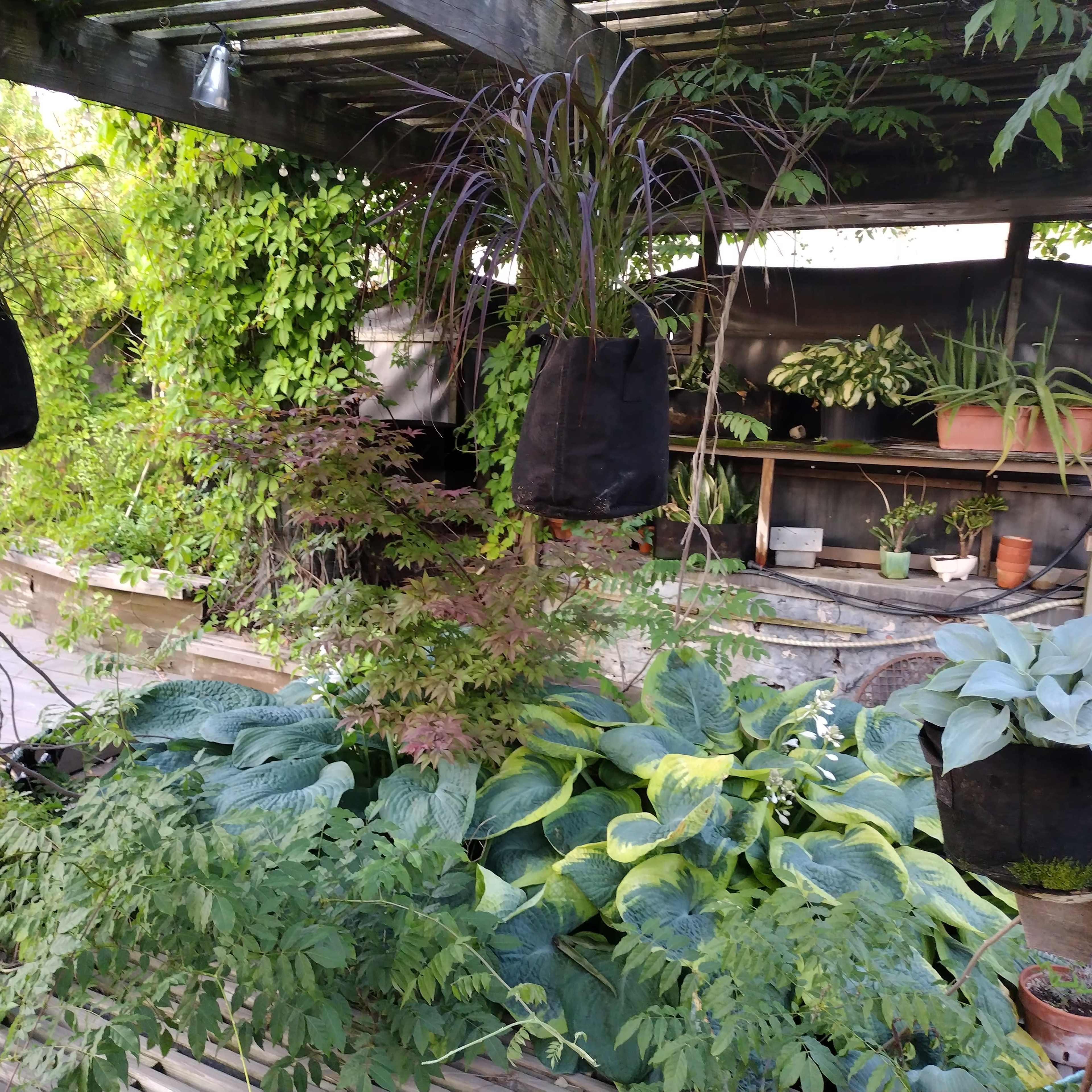 A garden area with various plants in pots and hanging planters, surrounded by lush greenery.