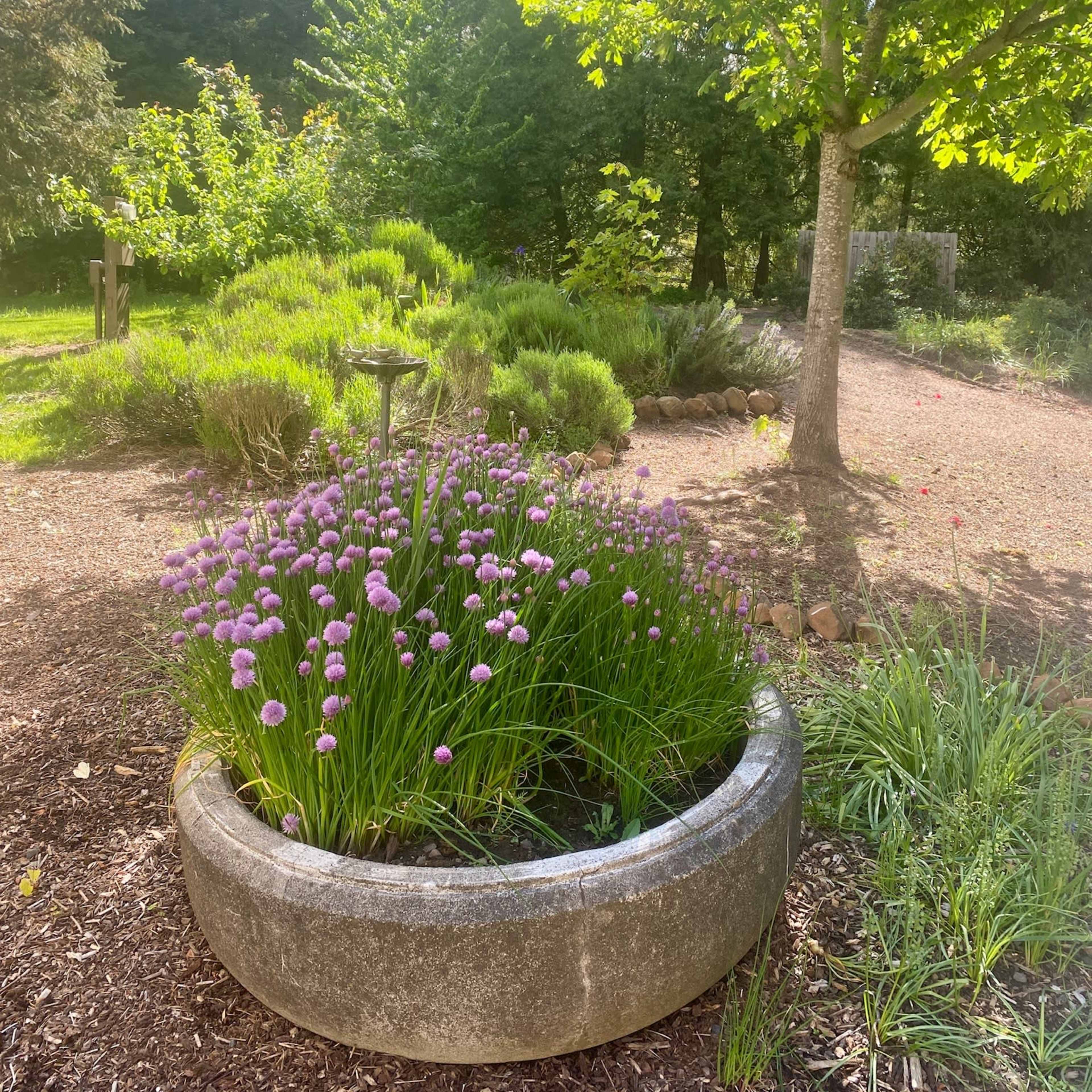 A circular stone planter filled with blooming chives is surrounded by a lush garden with various plants and a tree.