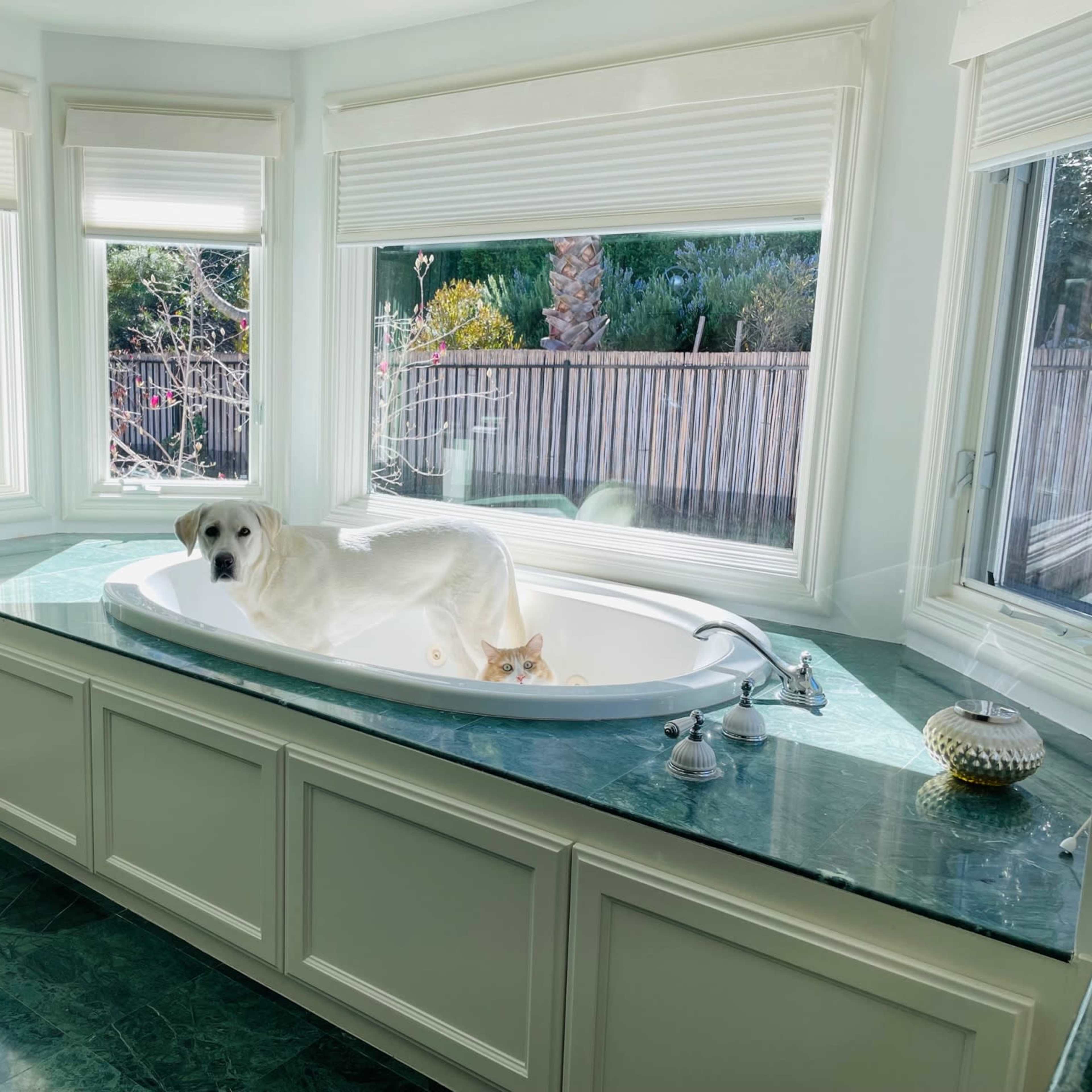 A dog stands in a large bathtub beside a cat in a bright bathroom with multiple windows.