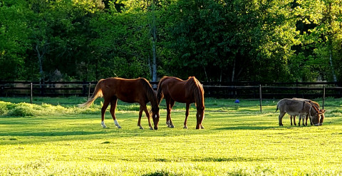 Horse and Hobby Farm with Petting Zoo, Cottage, and Pond, TIMMONSVILLE ...