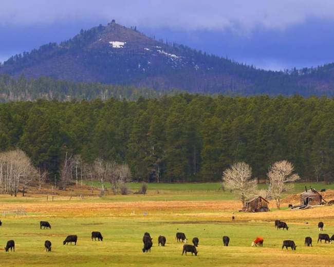 A herd of cattle grazes in a grassy valley with a forested mountain in the background.