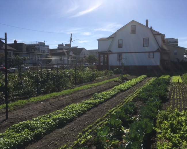 A vegetable garden with rows of leafy greens and a two-story house in the background under a clear sky.