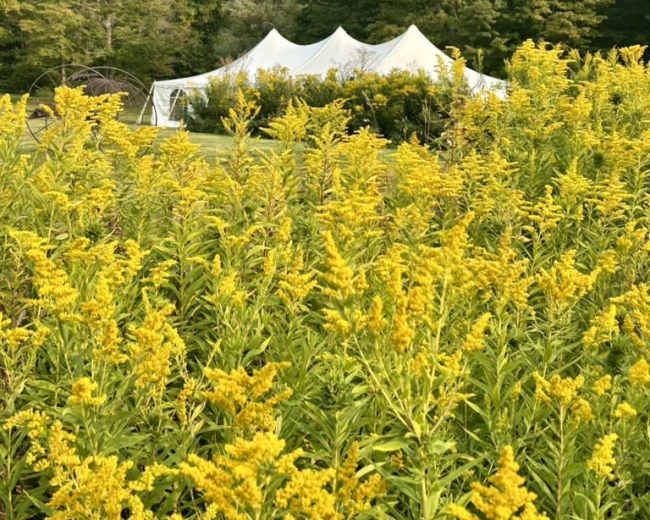 A large white tent is set up in a grassy area surrounded by vibrant yellow flowers and green trees in the background.