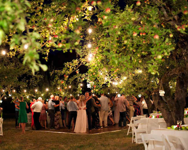 A festive outdoor gathering is taking place beneath apple trees adorned with string lights, as guests mingle on a dance floor surrounded by tables.