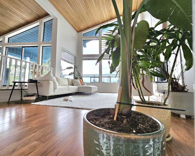 The image shows a bright, open living area featuring a sofa, large windows, and several indoor plants in decorative pots.