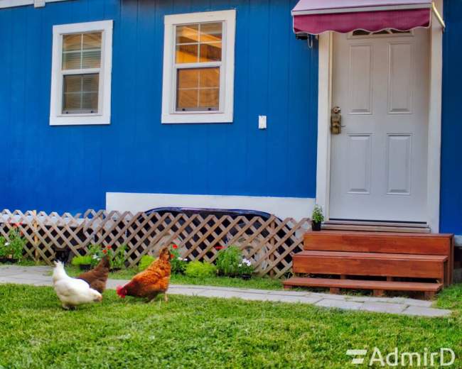 Chickens peck at the grass in front of a blue house with white trim and a wooden porch.