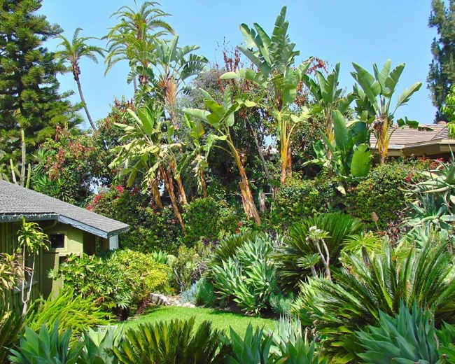 A lush garden filled with a variety of tropical plants and trees, including banana palms and other greenery.