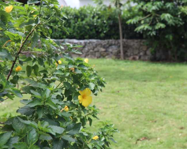 A flowering bush with yellow blooms is situated in front of a grassy area bordered by a stone wall.