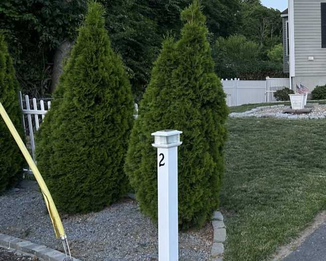 Two tall, conical evergreen shrubs next to a white mailbox marked "2," with a house and a fenced area in the background.