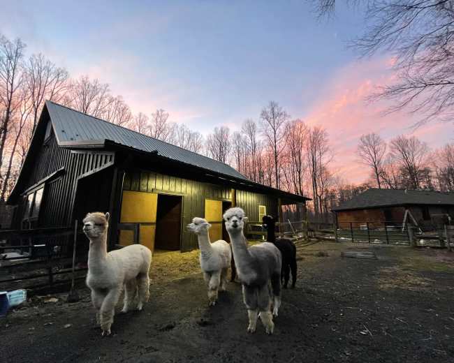 Five alpacas stand in front of a barn at dusk, with trees silhouetted against a colorful sky.