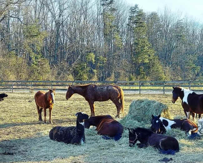 A group of horses grazes and rests near a haystack in a fenced field surrounded by trees.