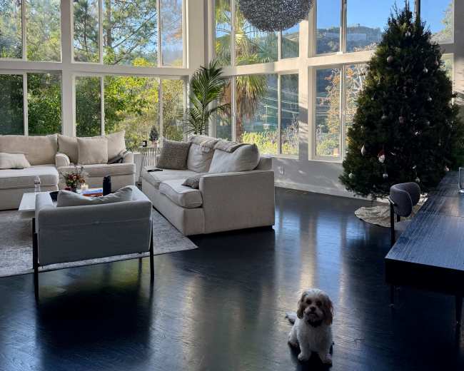 The image shows a bright, modern living room with large windows, a Christmas tree, and a small dog sitting on the floor.