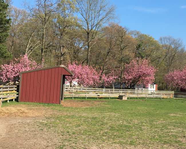 A red shed stands in a grassy area surrounded by pink flowering trees and a wooden fence.