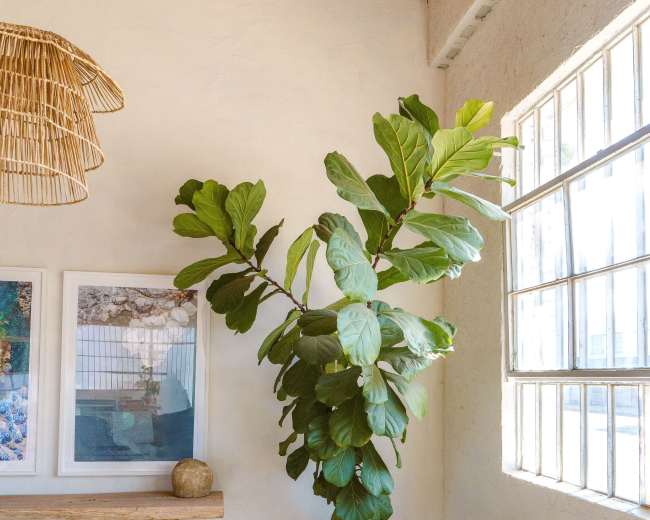 A fiddle leaf fig tree stands in a pot next to a large window, with framed artwork and a wooden bench nearby.