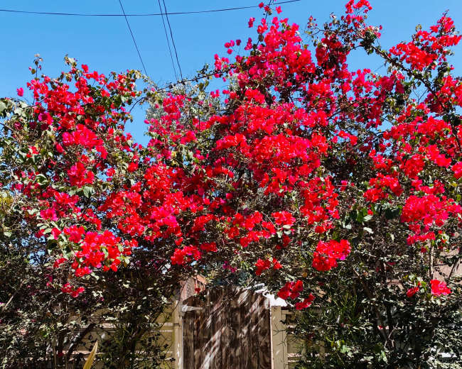 A wooden gate is partially visible behind vibrant red bougainvillea and green plants in a garden setting.