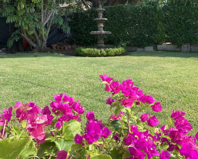 A garden scene features a circular fountain surrounded by manicured grass and colorful bougainvillea plants in the foreground.