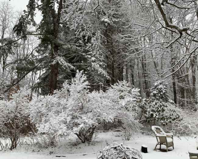 A snowy landscape features trees and bushes blanketed in white, with a solitary chair on the ground.