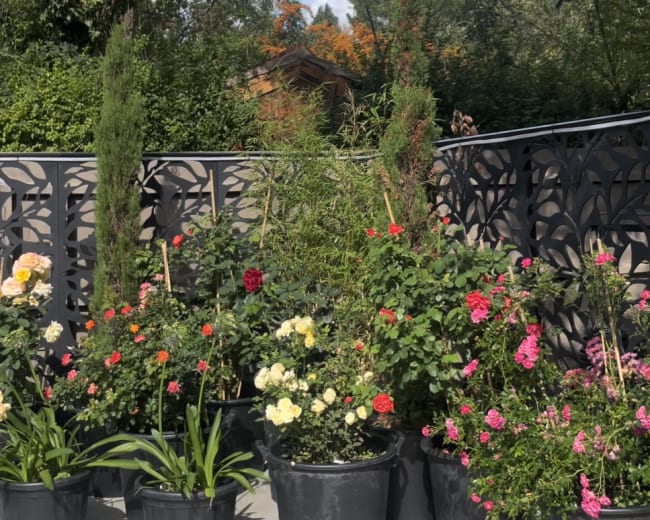 A collection of potted flowering plants in black containers is arranged on a patio with a backdrop of trees and a distant wooden structure.