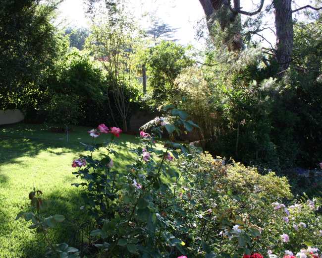 The image shows a well-maintained garden with a variety of blooming roses in the foreground and lush greenery in the background.