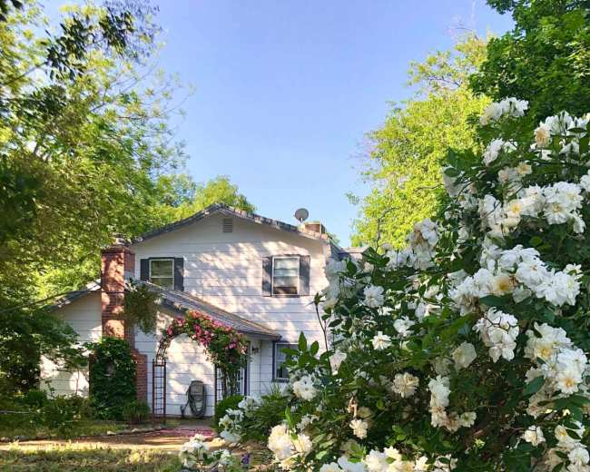 A white two-story house with a landscaped front yard is partially obscured by blooming white flowers and green foliage.