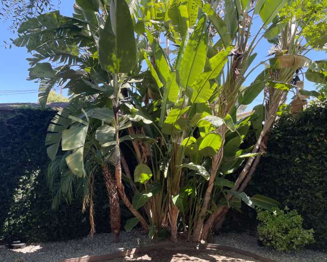 A dense cluster of tall green plants stands in a garden surrounded by a gravel path and lush foliage.