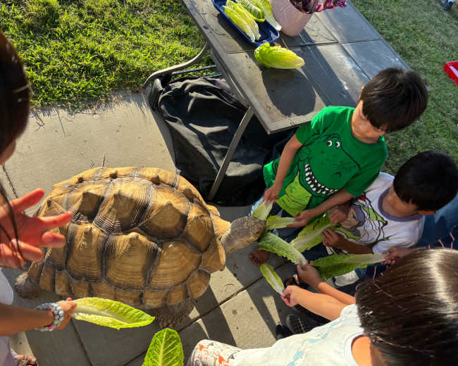 A large tortoise interacts with several children who are holding pieces of lettuce in an outdoor setting.