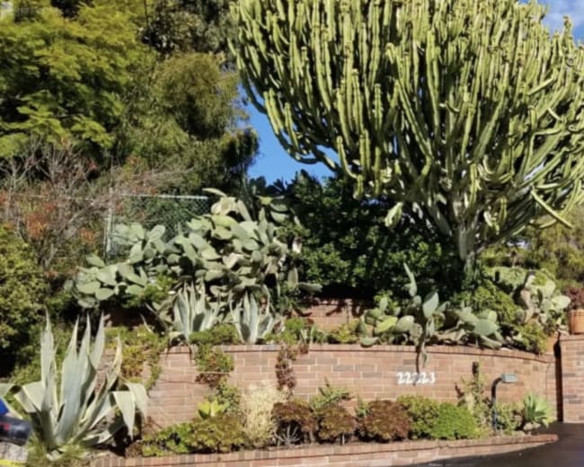 A large cactus towers over a brick wall entrance, leading to a paved driveway surrounded by lush greenery under a clear blue sky.