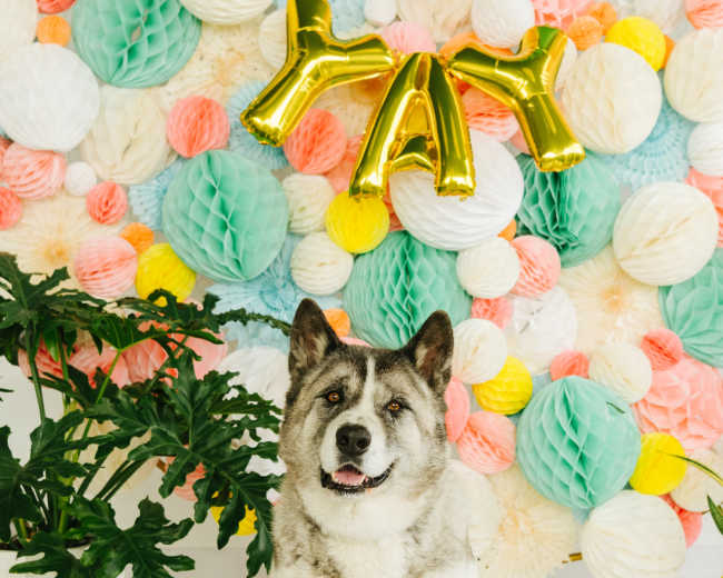 A dog sits in front of a colorful decorative backdrop featuring paper lanterns and a gold "YAY" balloon.